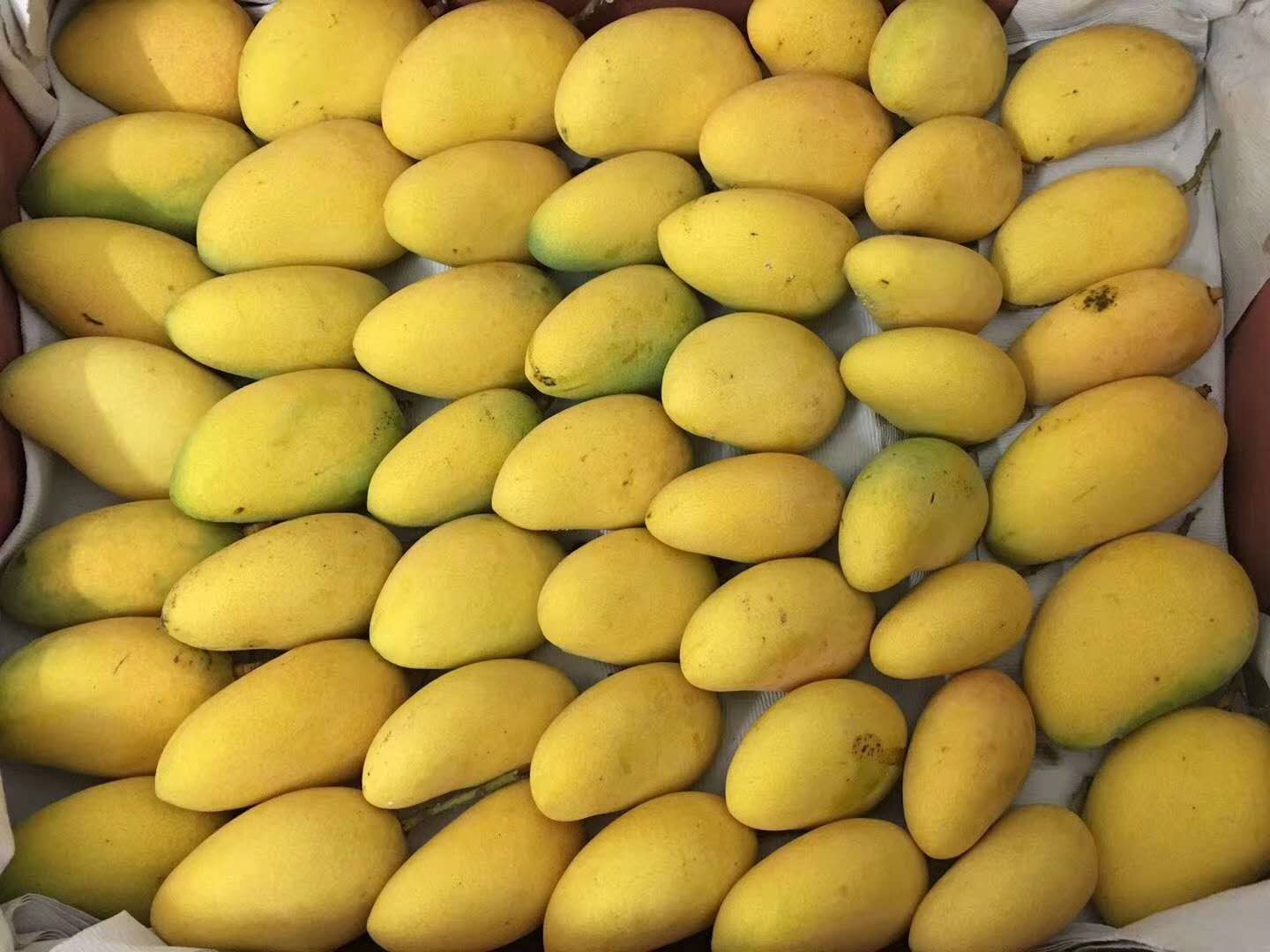 小台芒果肉切开展示