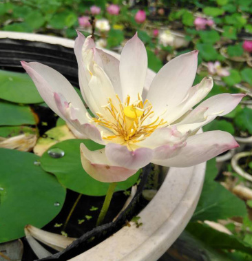 [批发]矮楚女微型 碗莲种藕荷栽莲花阳台水培花卉观赏植物 建国碗价格