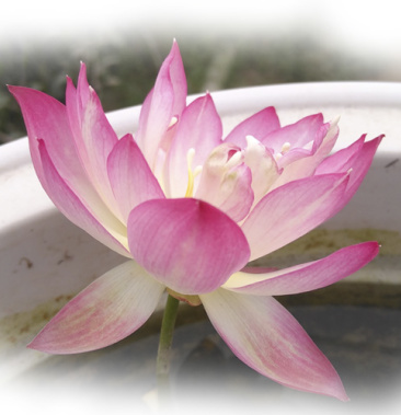 【梦瑶台】碗莲种藕荷花盆栽莲花阳台水培花观赏植物 建国碗