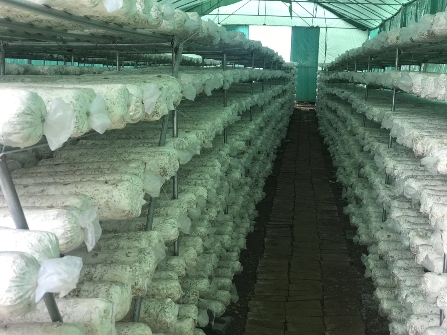 展示特级干干香菇的种植基地环境,大棚内整齐排列的菌棒正在出菇 特级干干香菇种植基地图
