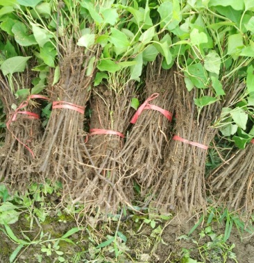 [何首乌苗批发]何首乌种苗 首乌苗 春季种植 成活率高90%价格2.