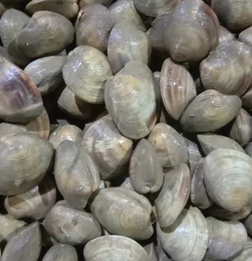 鲜活美贝四不像大蛤蜊每天鲜活现挖