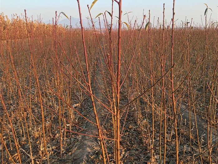 红桃K幼苗春季定植现场图