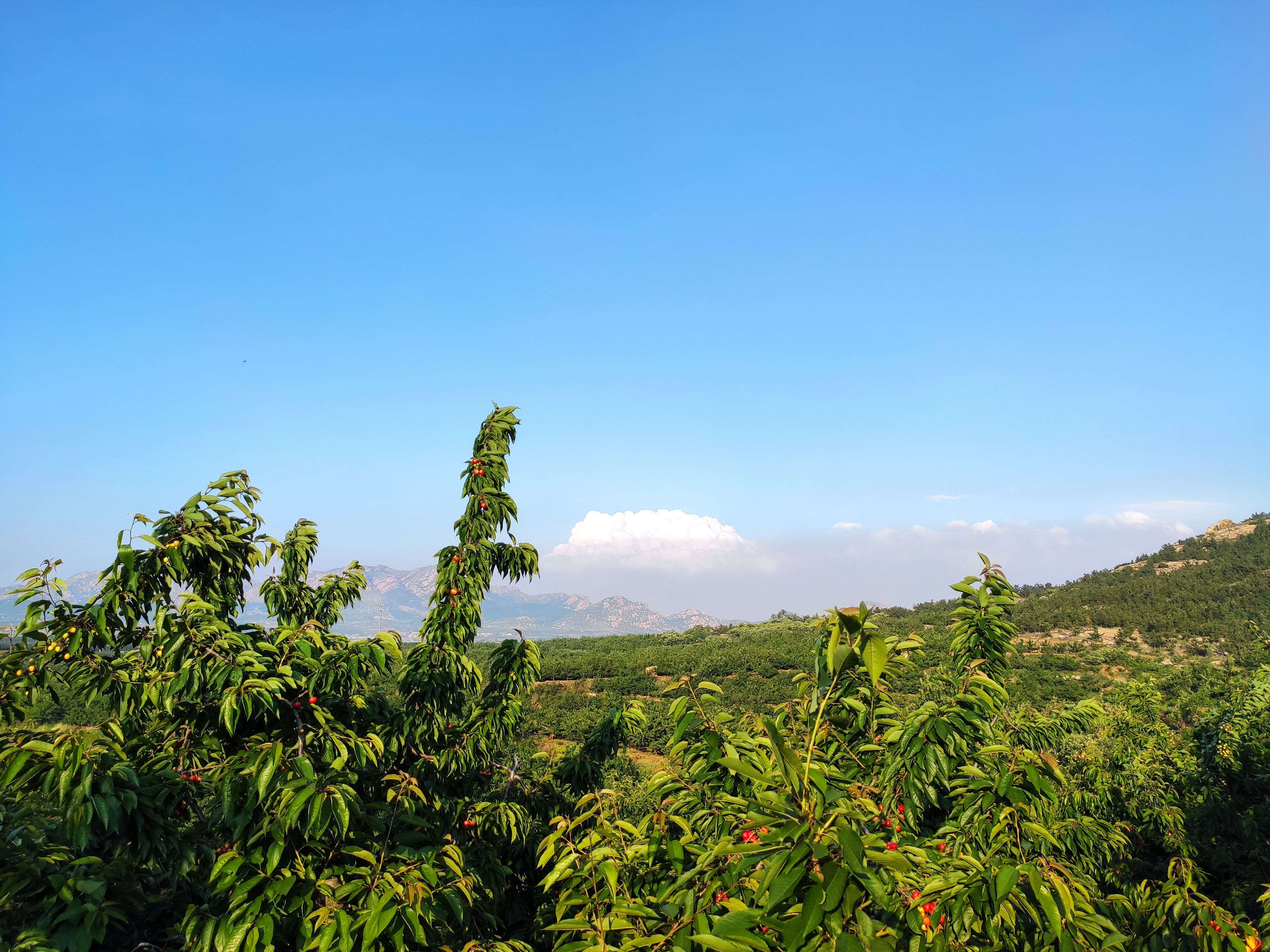 大樱桃果园实景图