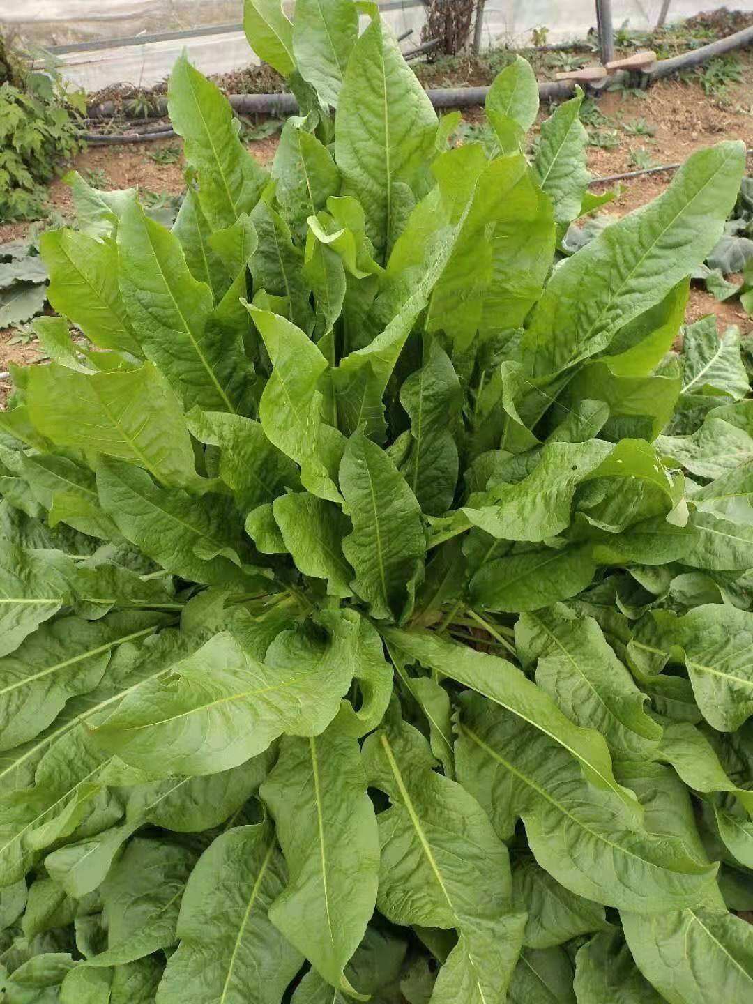 食叶草高产高蛋白牧草,亩用150克,可多年多次收割,包邮