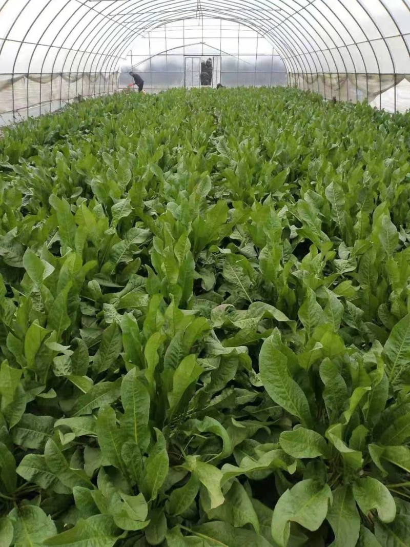 [食叶草批发]山东日照岚山区食叶草 300.00元/袋食叶草高产 _ 一亩田