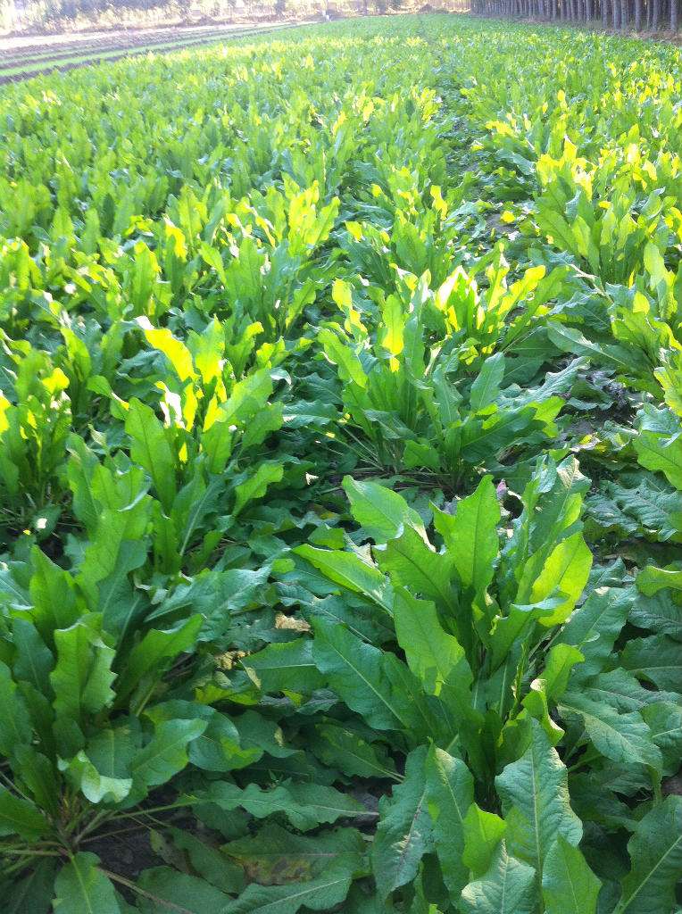 食叶草高产高蛋白牧草,亩用150克,可多年多次收割,包邮