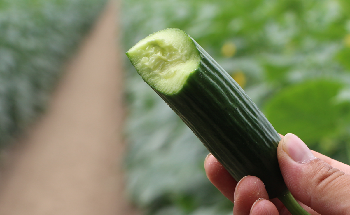 手正在对一根小黄瓜进行扭转操作，黄瓜表面已出现细微螺旋裂纹，背景为木质砧板