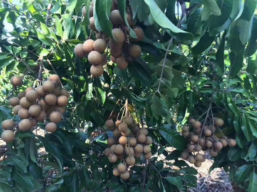 一串成熟的石硖龙眼挂在枝头,果粒饱满,外壳呈黄褐色,阳光透过树叶洒在果实上,背景为广东南部丘陵地带的果园,远处有农民正在采摘 石硖龙眼特写