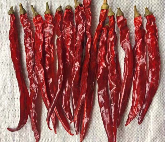 四川辣椒种子 川椒种业 线椒种子 线椒10号 8g/袋