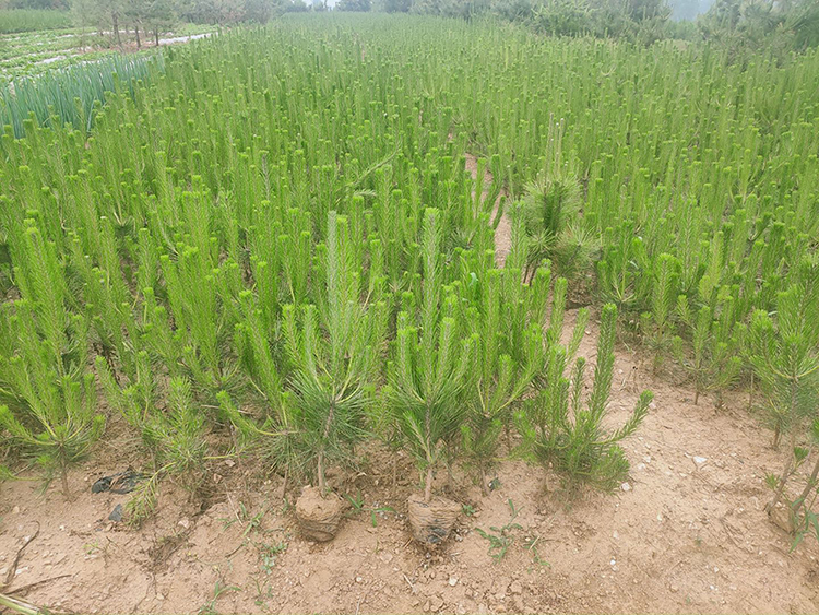 造型黑松种植基地