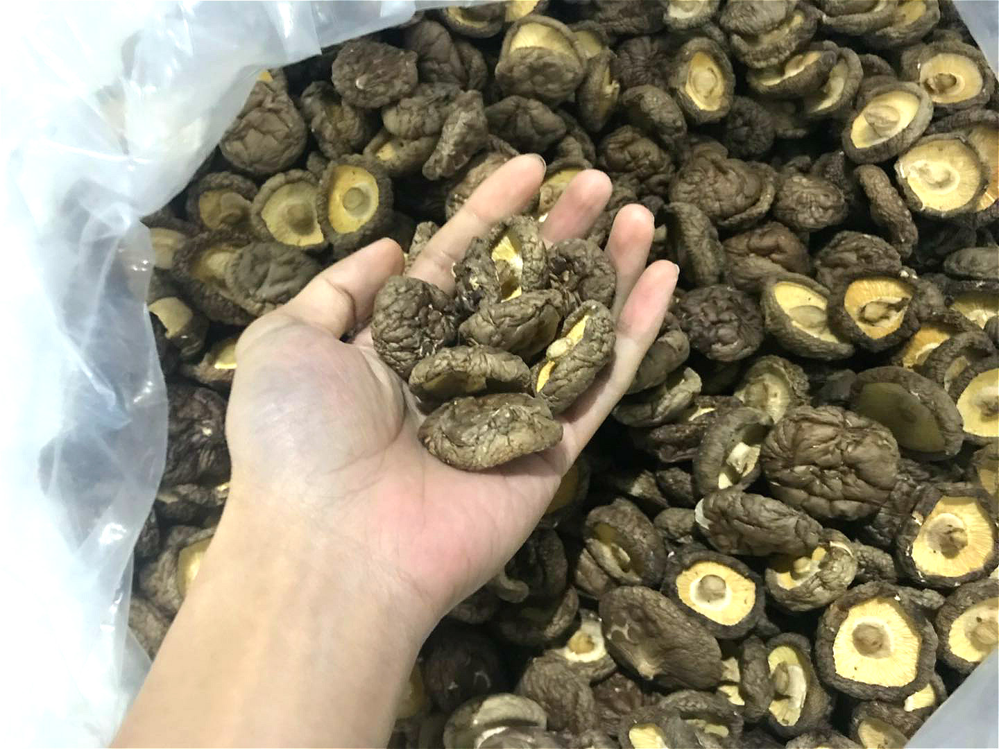干香菇煮水实景图:展示正宗煮制工艺与优质原料特征——汤色清亮微褐、无浑浊沉淀;干香菇形态饱满、龟裂白霜明显(标志麦角甾醇与多糖富集),陶锅慢煮保留热敏活性成分 干香菇煮水过程特写:浅褐色透亮汤液中悬浮细微菌丝碎片,陶锅内壁附着淡金色油膜,背景为整朵伞盖完整、菌褶清晰的优质干香菇(直径5–7cm,表面呈龟裂状白霜)