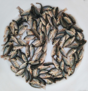 现货出售优选品种珍珠腊罗非鱼苗_罗非鱼苗优惠