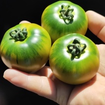 西红柿铁皮柿子铁皮西红柿大量上市保质保量量大从优欢迎选购
