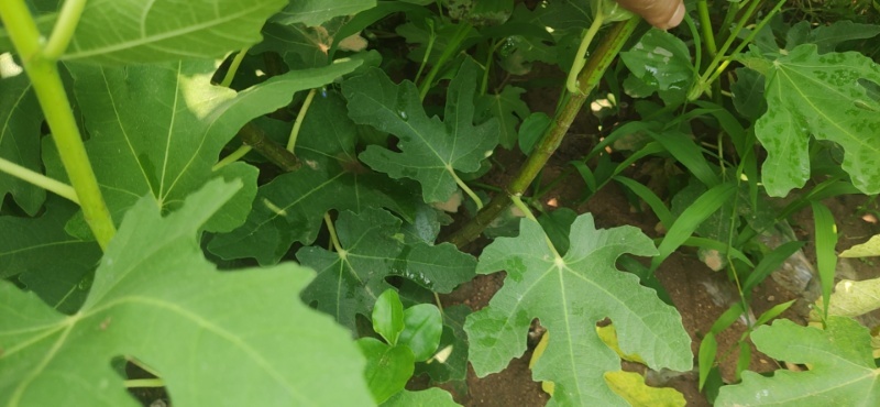 石榴树苗价格多少钱一棵