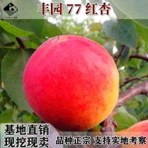 批发嫁接杏子果树苗木红杏树苗丰园77杏树苗红杏苗