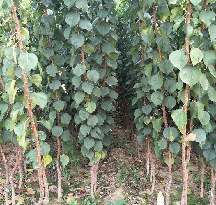 一株健康的金太阳杏嫁接苗,茎干粗壮,高度约60-80厘米,带有明显嫁接口,叶片浓绿有光泽,根系完整呈须状分布,生长在疏松透气的营养钵中 金太阳杏苗特写照片