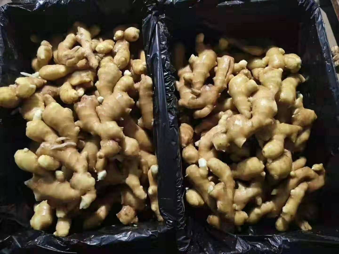 图中左侧为新鲜姜母,右侧为市售姜含提取物及姜味食品 姜母与姜含产品对比展示图