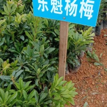 正宗东魁杨梅树苗嫁接特大水果木盆栽南北方种植庭院常绿室外