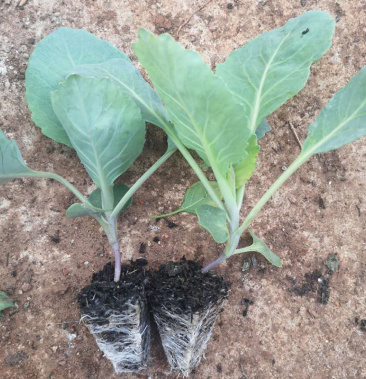 莲花白苗,铁头苗,牛心甘蓝苗,全年大量供应,品质有保证