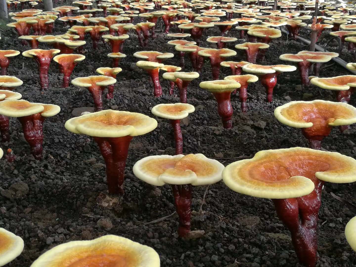 三维重建灵芝内部结构图