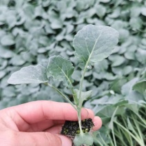 西兰花苗青花苗品种好价格实惠一年四季都有现苗大量品种