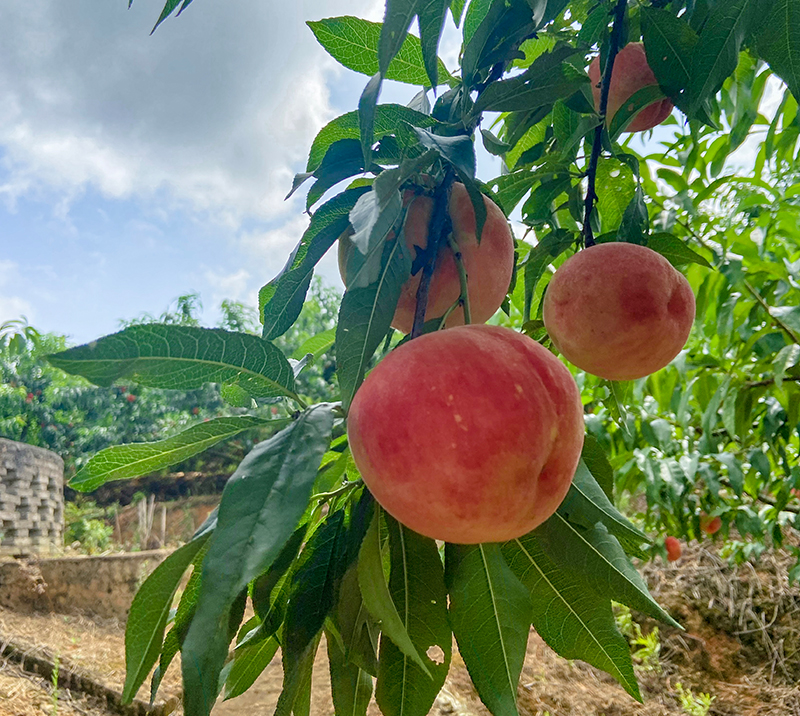 红不软桃果园实景图