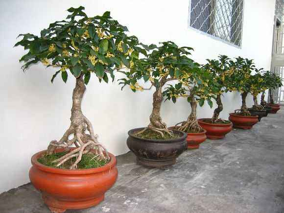 四季桂盆栽摆放在阳台,展示其作为室内观赏植物的优雅姿态 四季桂盆栽养护场景