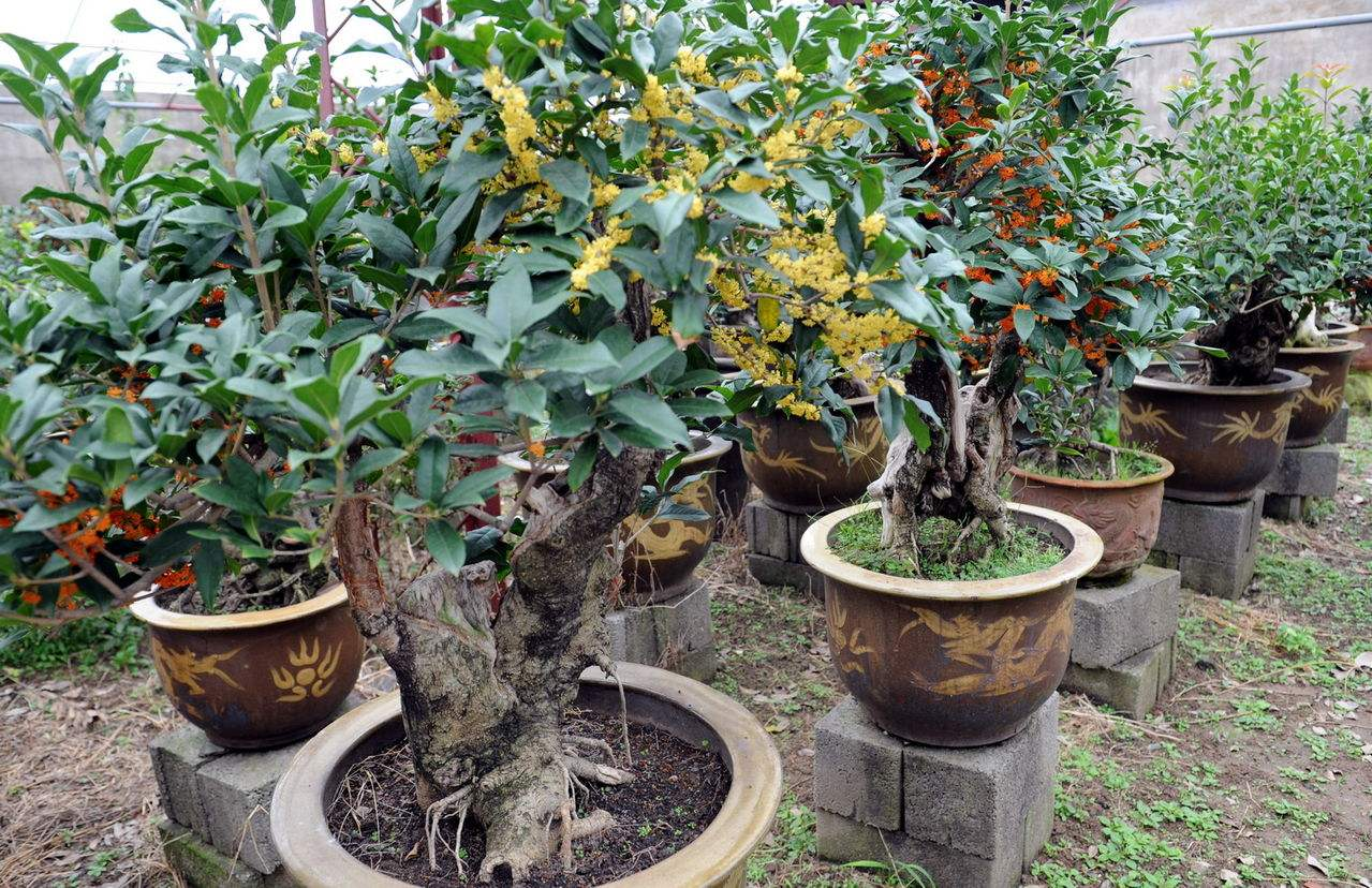 展示不同四季桂品种的盆栽植物,包括四季桂、月桂、日香桂等,便于品种识别 四季桂盆栽品种展示