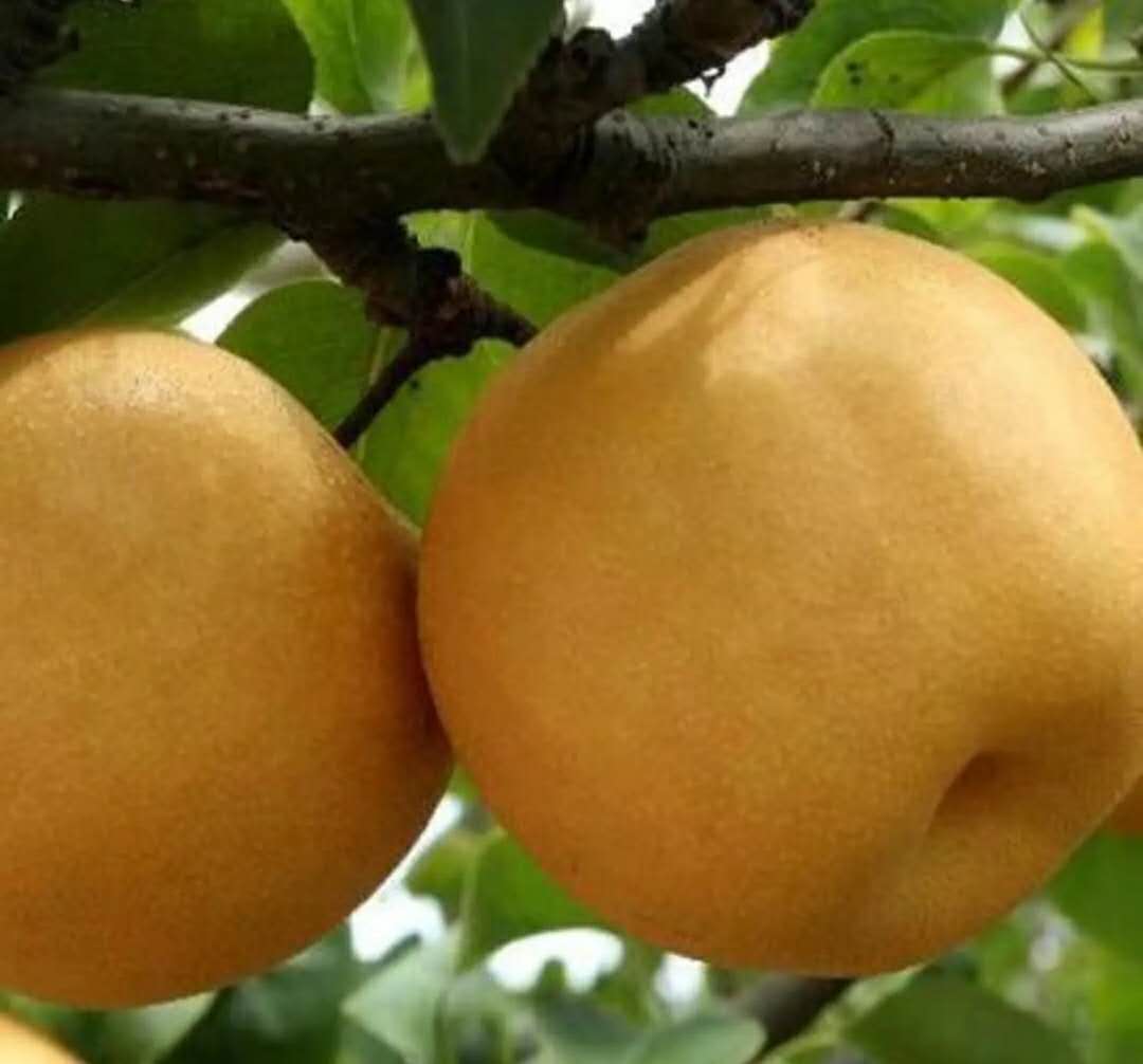 展示一颗完整的丰水梨,表皮呈黄绿色,表面光滑,果实饱满,背景为自然果园环境 丰水梨整体外观