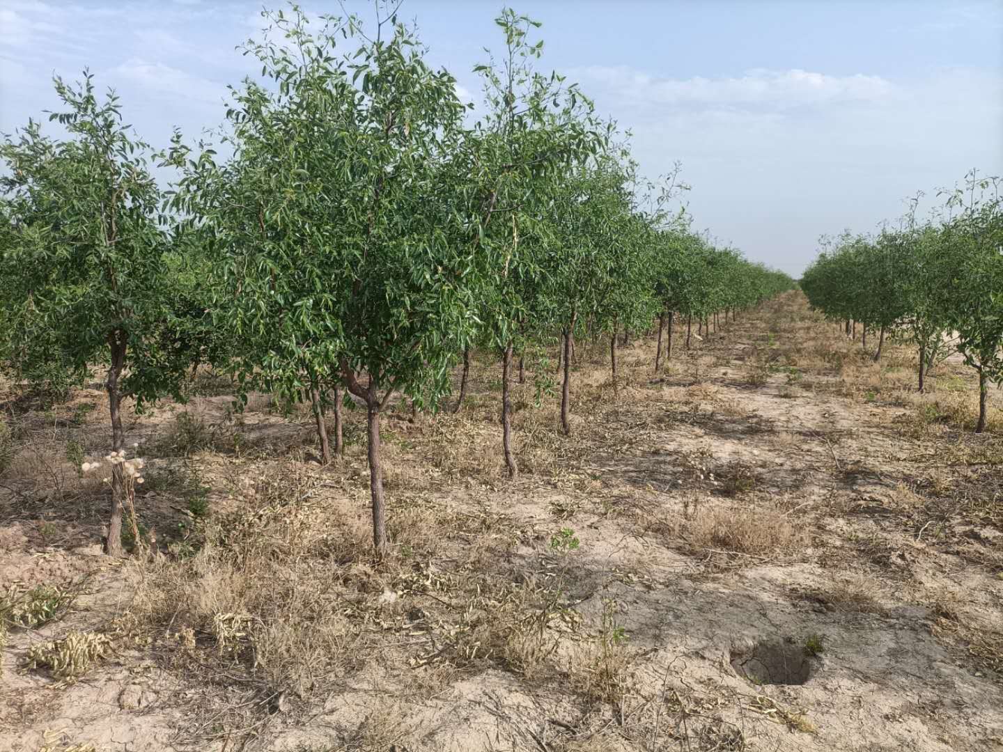 沾化冬枣果园全景
