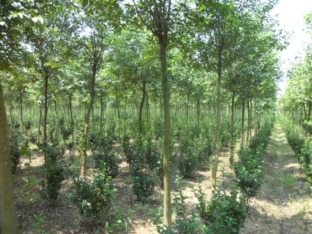 大叶女贞冬青成片种植景观