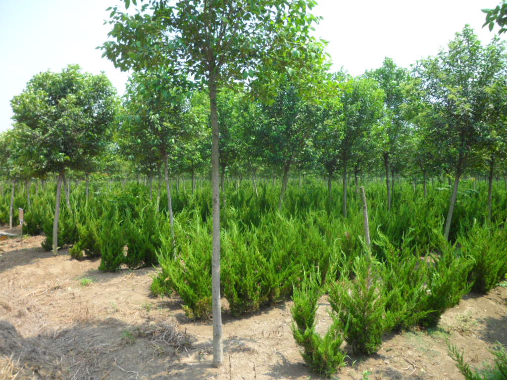 大叶女贞植株全貌