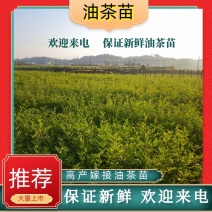 湖南油茶苗高产嫁接三年大杯油茶苗，二年生嫁接茶树苗。