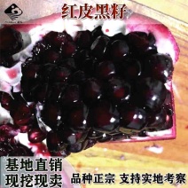 红皮黑籽石榴苗黑籽甜石榴树苗南方北方种植地栽当年结果苗