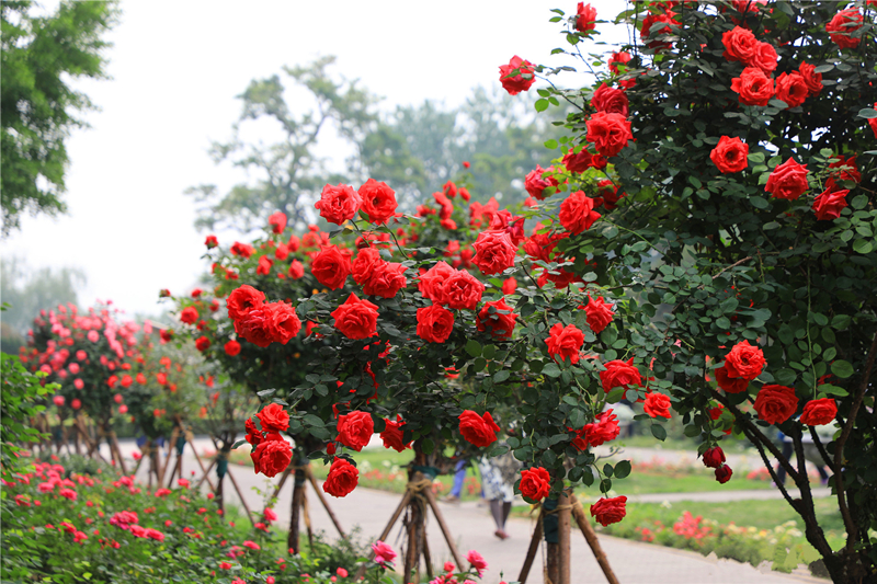 现代欧洲月季花坛展示