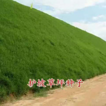 高羊茅草籽进口耐践踏庭院护坡绿化草皮四季青草坪