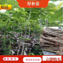 厚朴树苗园林绿化苗木药材种高存活规格齐全
