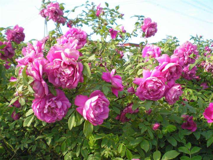 四季玫瑰盛开的庭院景观