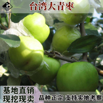 台湾大青枣树苗高朗枣嫁接苗南北方种植枣树苗地栽当年结果
