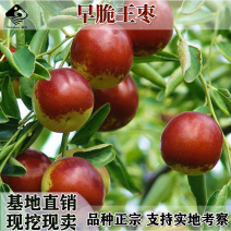 脆甜枣子树苗早脆王枣树苗嫁接枣子苗当年结果脆蜜大枣树苗