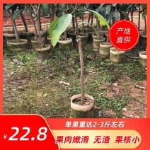 芒果树苗金煌芒果苗桂七芒果嫁接苗贵妃台农芒果树苗