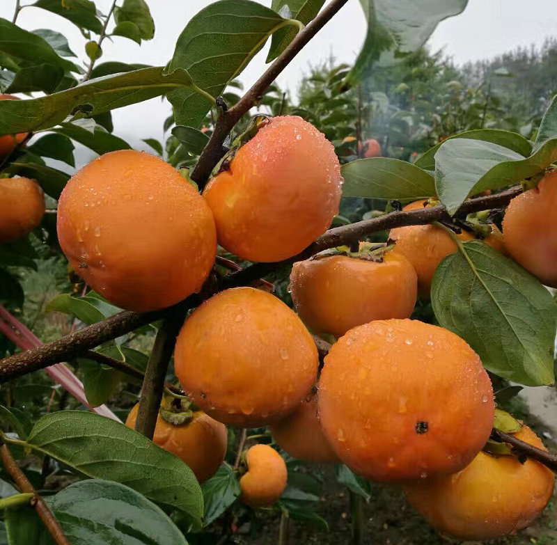 火晶柿子果园全景