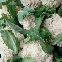 松花菜苗批发，供应有机菜花苗，青梗有机菜花苗代育