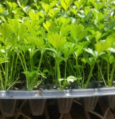 芹菜种苗白菜苗批发穴盘育西芹苗西芹苗有机芹菜苗