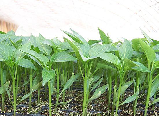 线椒典型生育阶段实物对比图:清晰展示幼苗期(3–4片真叶)、初花坐果期(花蕾初现、首批幼果形成)及盛果期(枝条密集挂果,果实细长挺直、青绿鲜亮、长度均匀)三个关键节点的植株形态特征,背景为南方标准露地辣椒田,土壤疏松覆膜,无明显病虫害 线椒不同生长阶段对比图:左侧为3叶1心幼苗期,中间为初花期植株(可见白色小花与幼果),右侧为盛果期植株(枝条挂满青绿色细长线椒,果长12–15cm,表皮光滑有光泽)