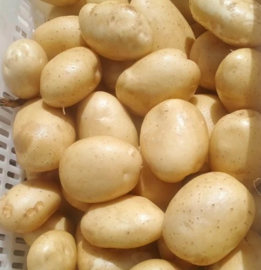土豆,优质v8土豆,v8土豆 大量批发,v8土豆产地直供