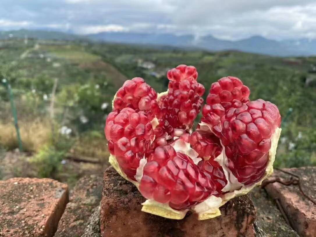 软籽石榴切开特写