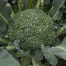 [荐]耐寒优秀西兰花苗穴盘西兰花苗青花菜苗耐低温