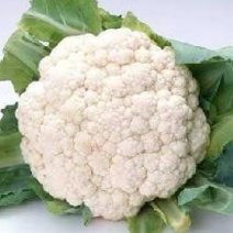 有机菜花苗批发,65天菜花苗代育苗场，青梗有机松花菜苗子
